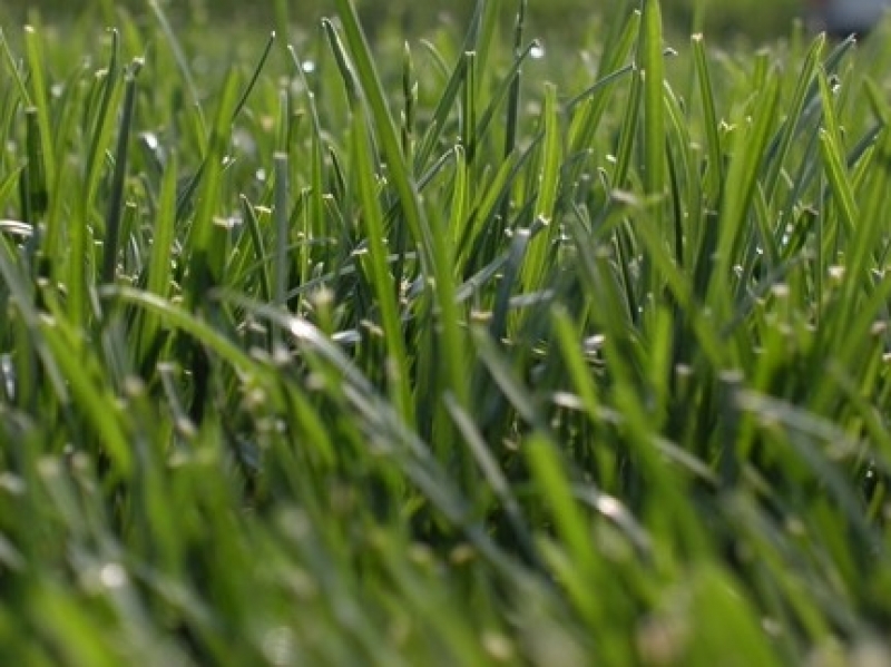 PRATO FESTUCA 