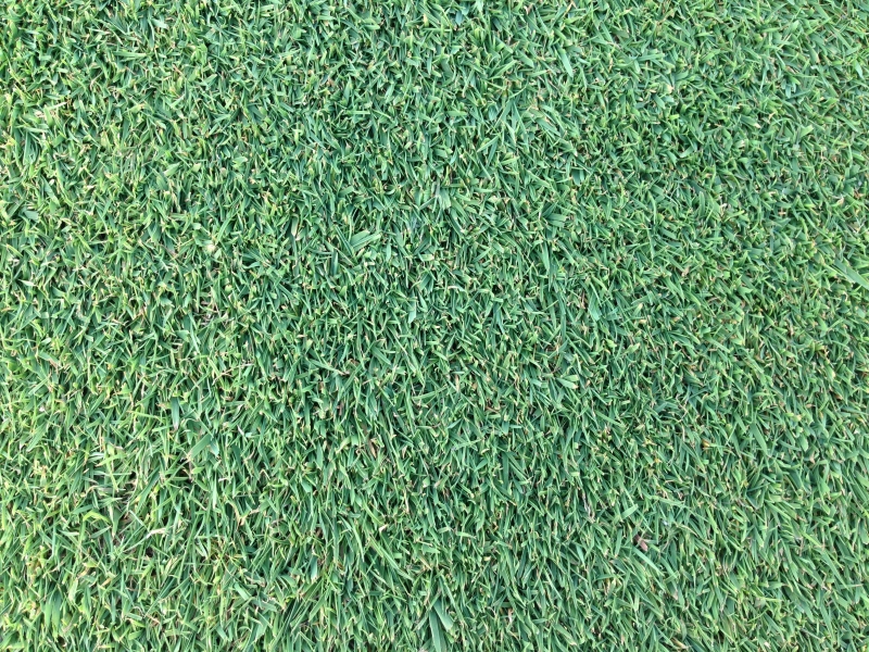 PRATO GREEN 