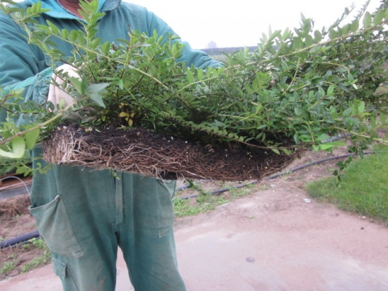 LONICERA NITIDA PRECOLTIVATA  