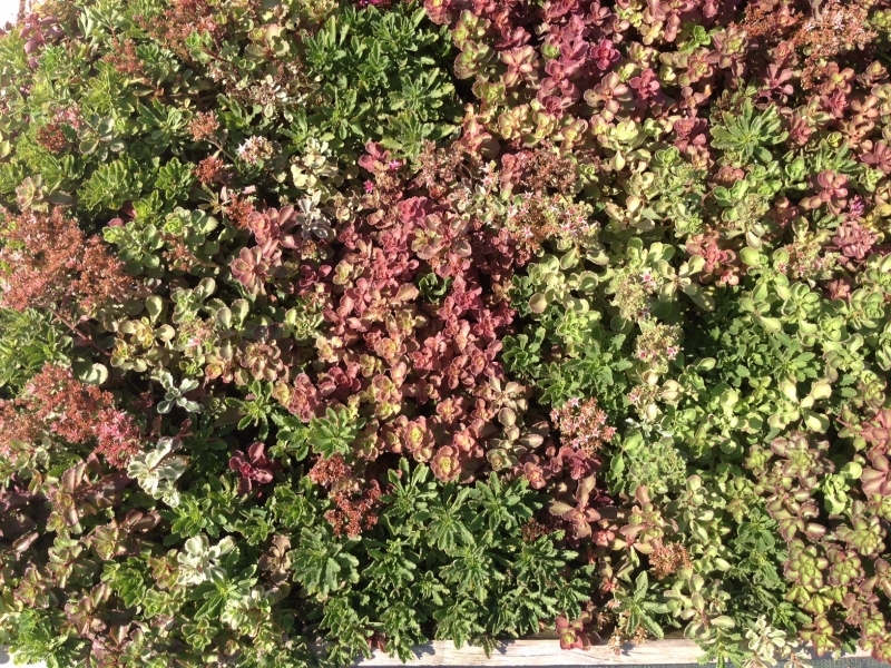 TAPPETO DI SEDUM