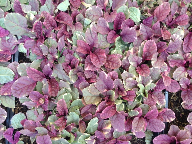 AJUGA REPTANS PRECOLTIVATA