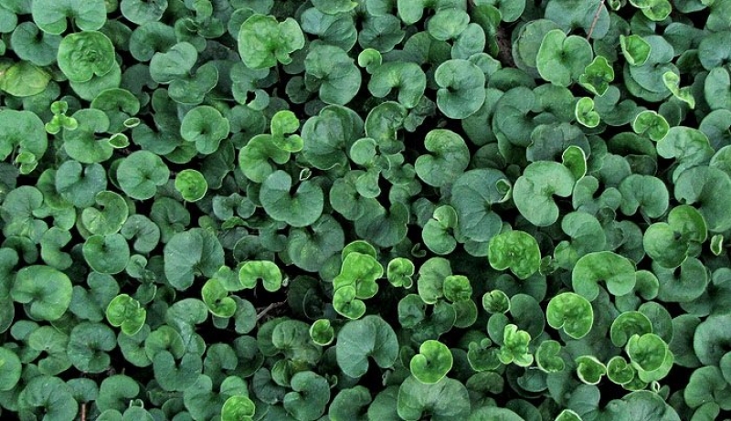 PRATO DI DICONDRA REPENS