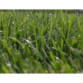 PRATO FESTUCA 
