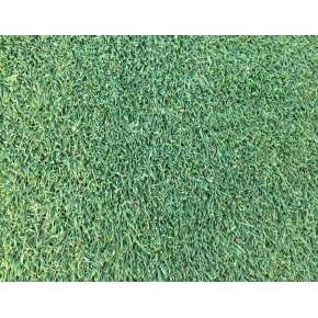 PRATO GREEN 