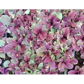 AJUGA REPTANS PRECOLTIVATA