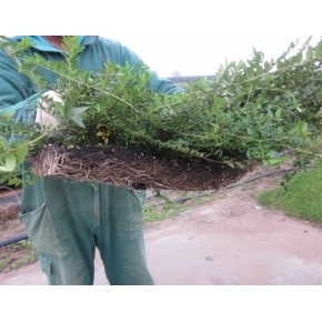 LONICERA NITIDA PRECOLTIVATA