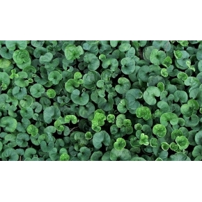PRATO DI DICONDRA REPENS